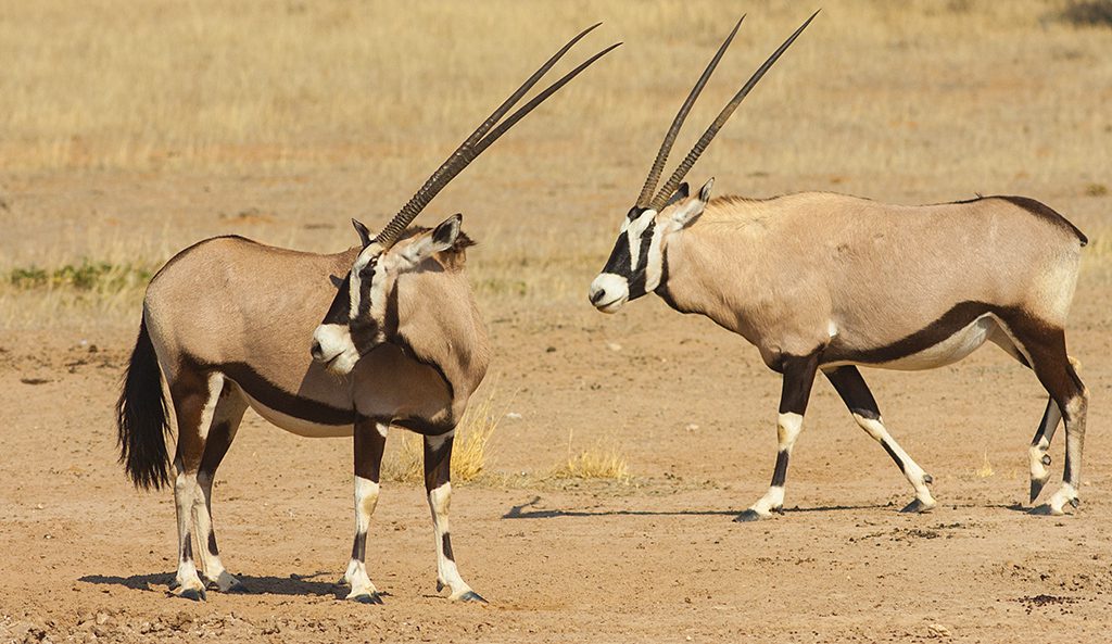 Le Gemsbok