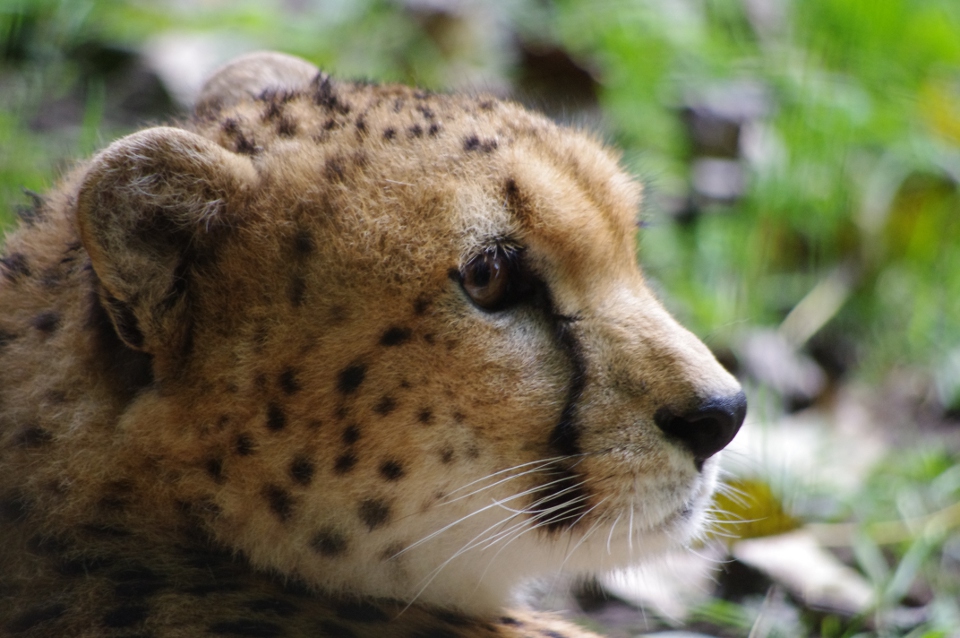 Le Guépard