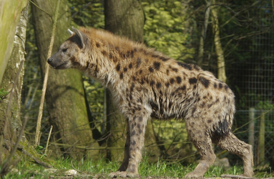 La hyène tachetée