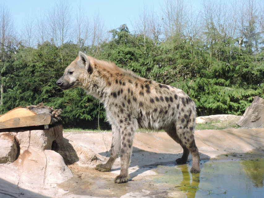 La hyène tachetée
