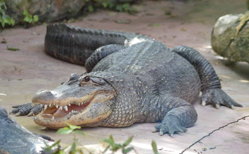 L’alligator du mississippi