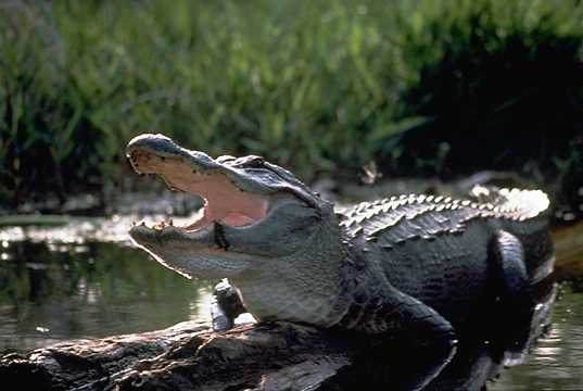 L’alligator du mississippi