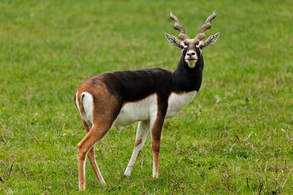 L’antilope cervicapre