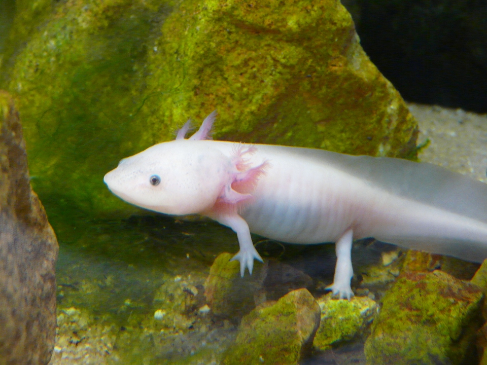 L’axolotl