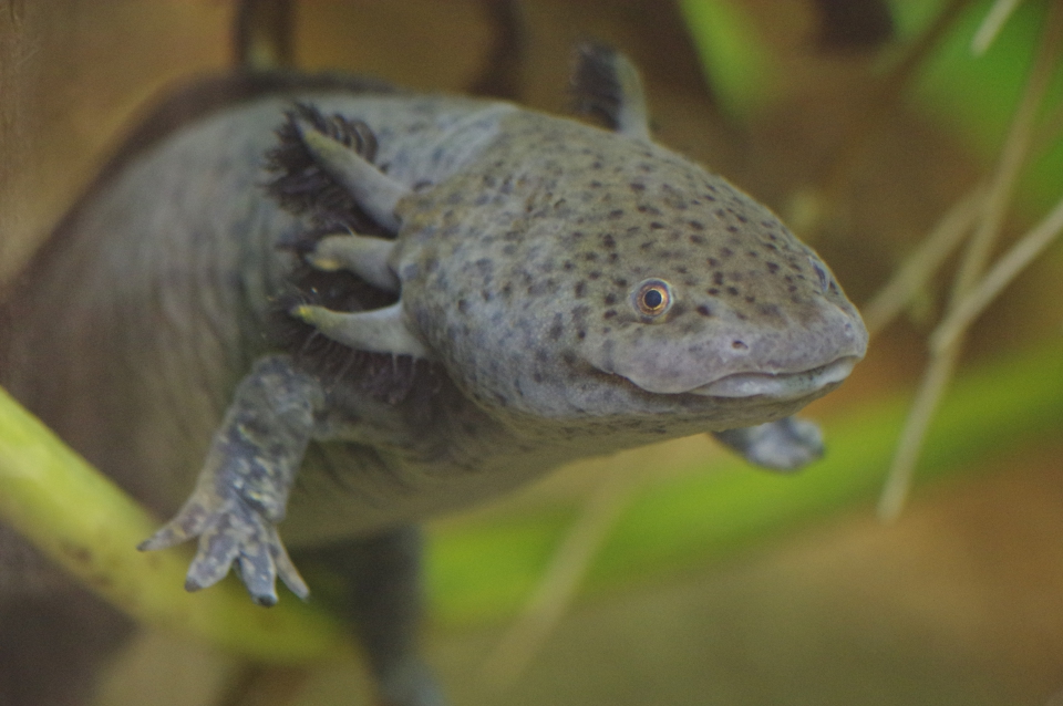 L’axolotl