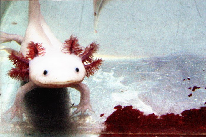 L’axolotl