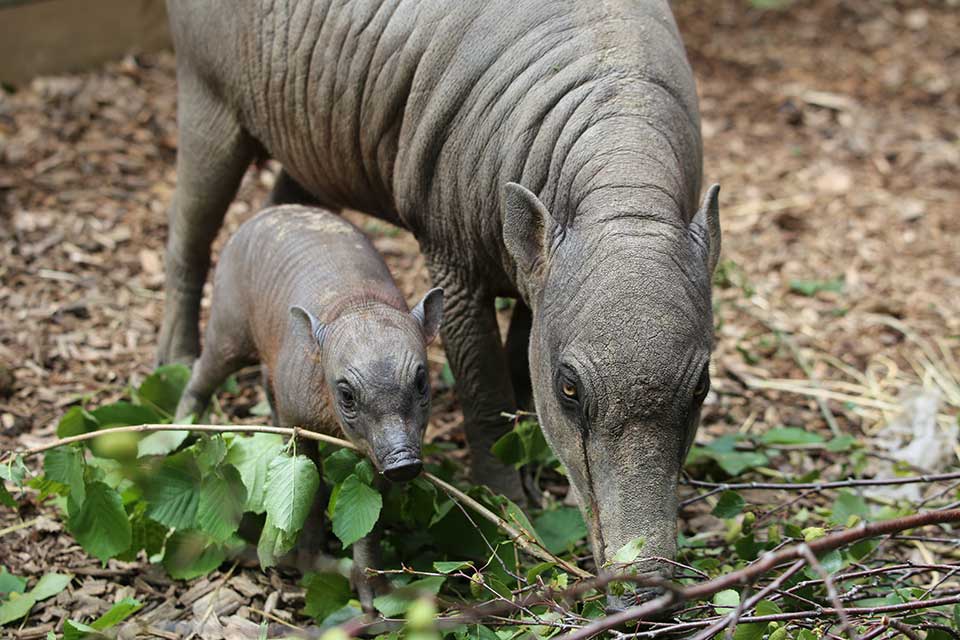 Le babiroussa