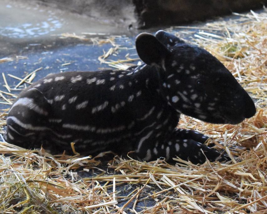 Naissance d’une femelle tapir malais