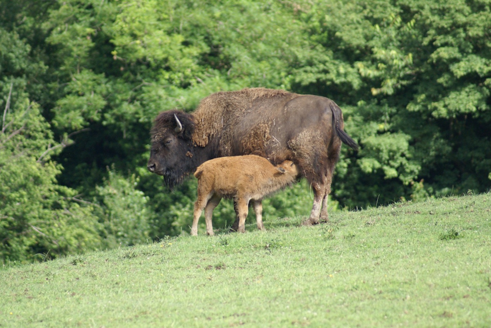 Le bison