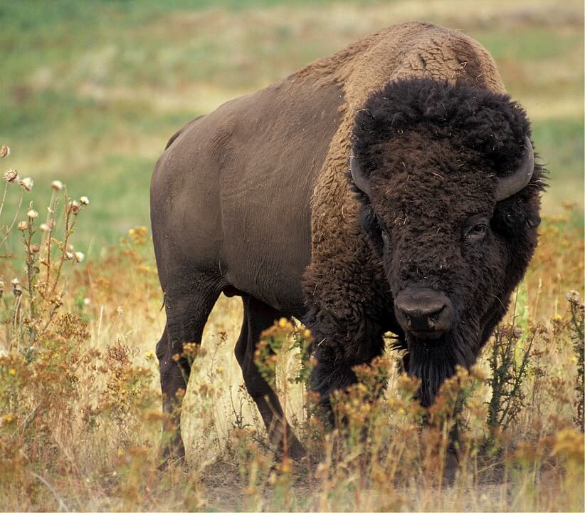 Le bison