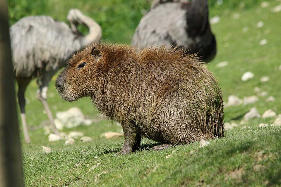 Le capybara