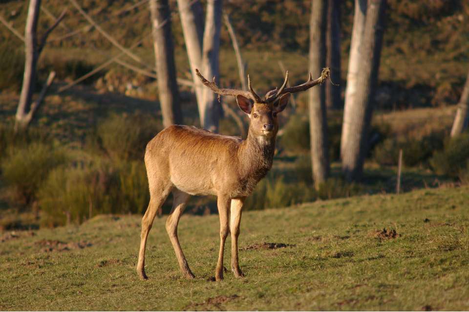 Le cerf eld