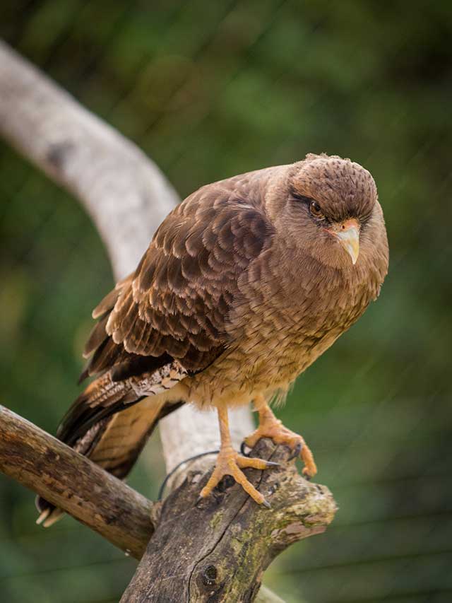 Le chimango caracara