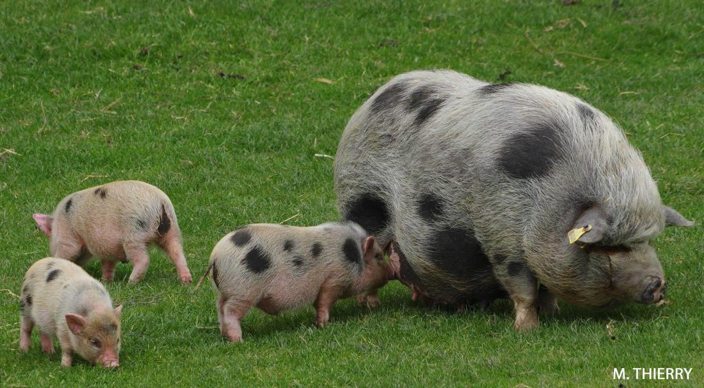 LOIRE. La ferme de Zoonat : mini-animaux, maxi-affection