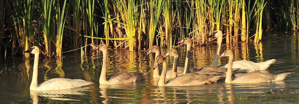 Le cygne trompette