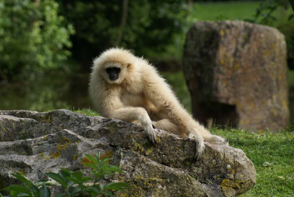 Le gibbon à mains blanches