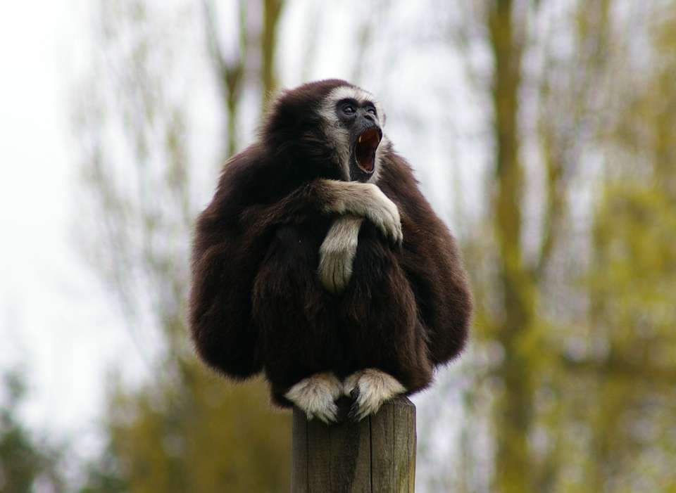 Photo de gibbon à mains blanches du parc de Branféré - Les photos