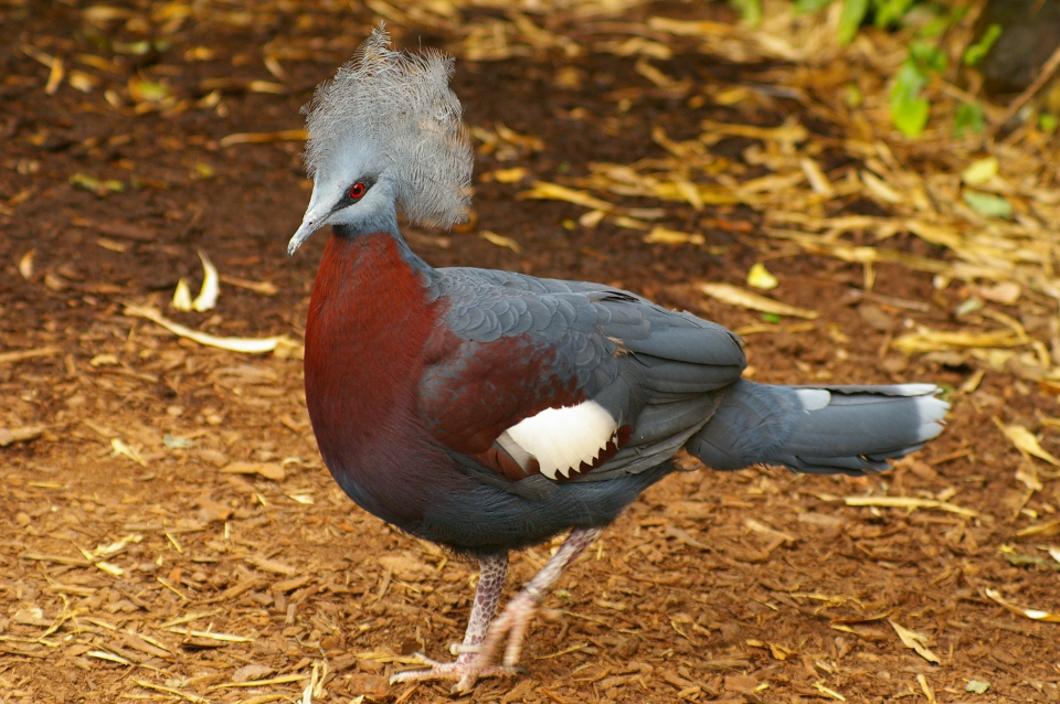 Le pigeon couronné