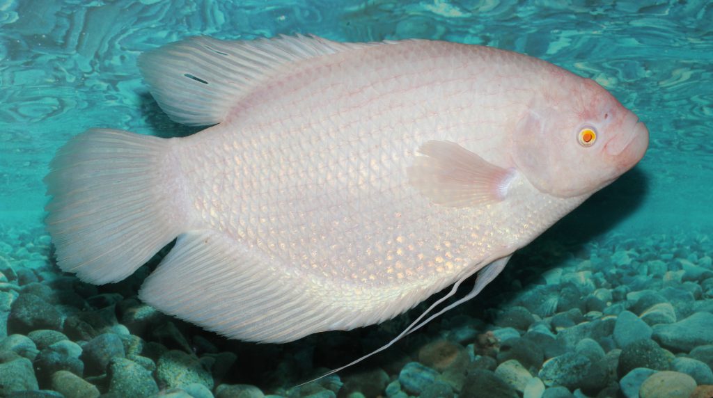 Le gourami géant