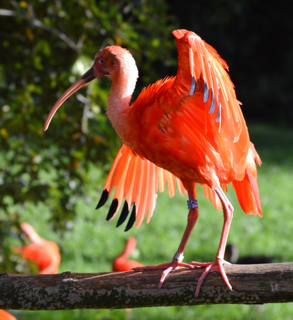 L’ibis rouge