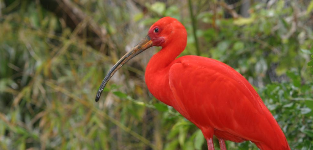 L’ibis rouge