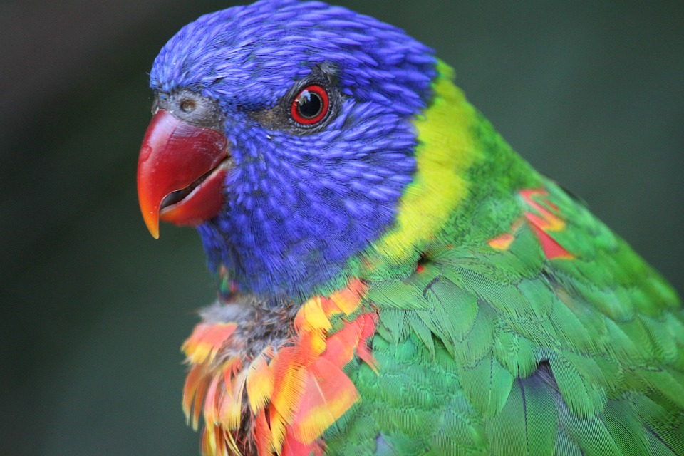 Le loriquet arc-en-ciel