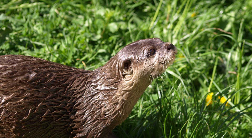 La loutre