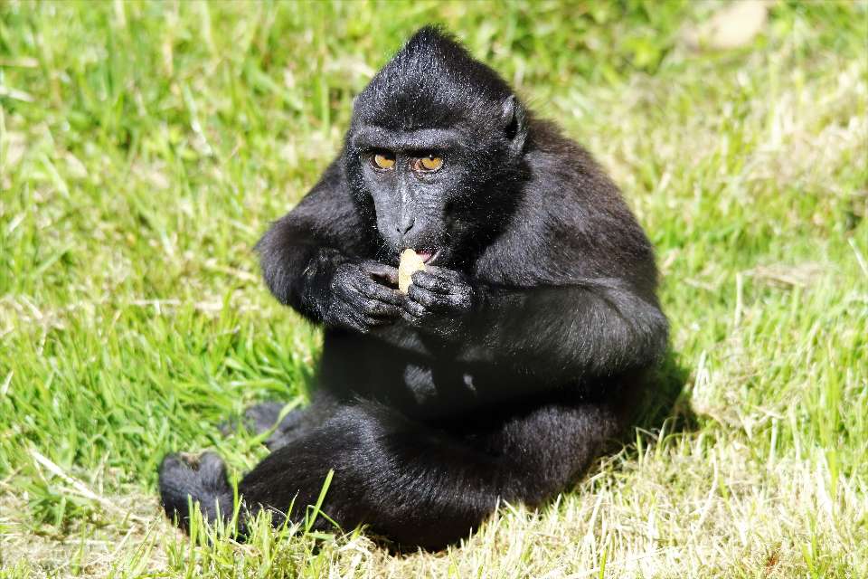 Le macaque noir à crête