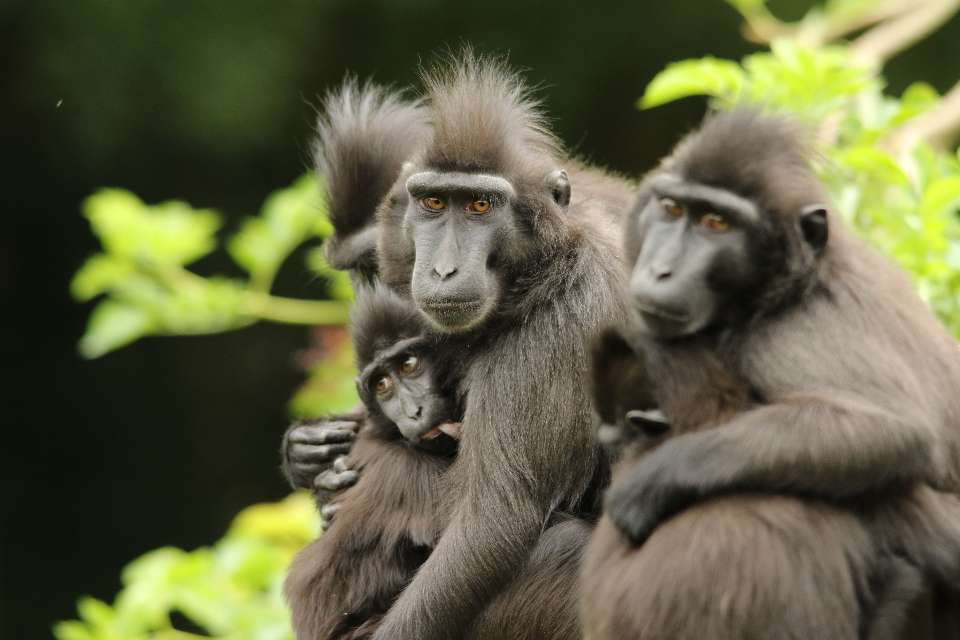 Le macaque noir à crête