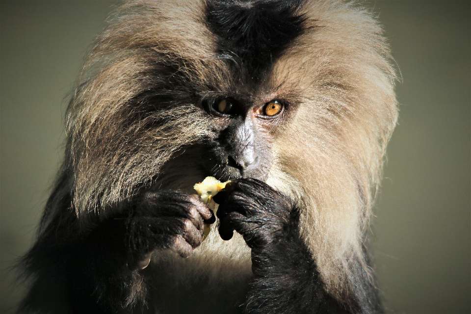 Le macaque ouanderou
