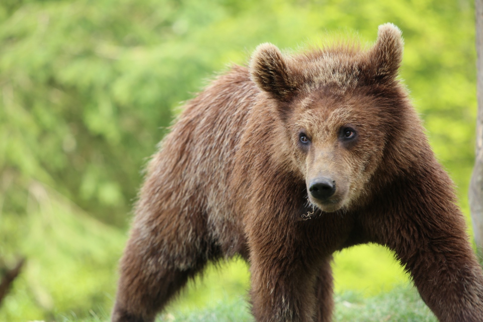 L’ours brun