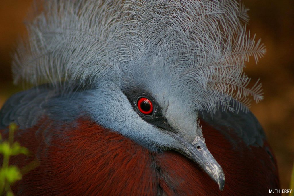 Le pigeon couronné