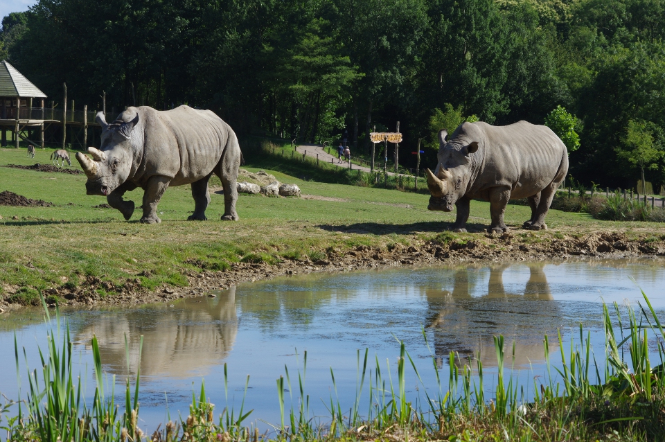 Le Rhinocéros blanc