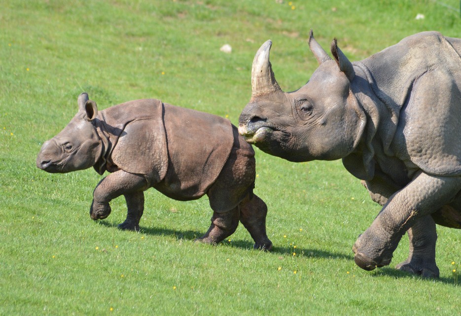 Le rhinocéros indien