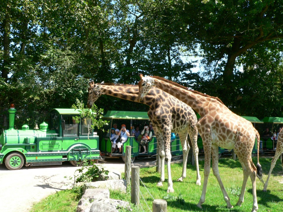 parc zoologique safari