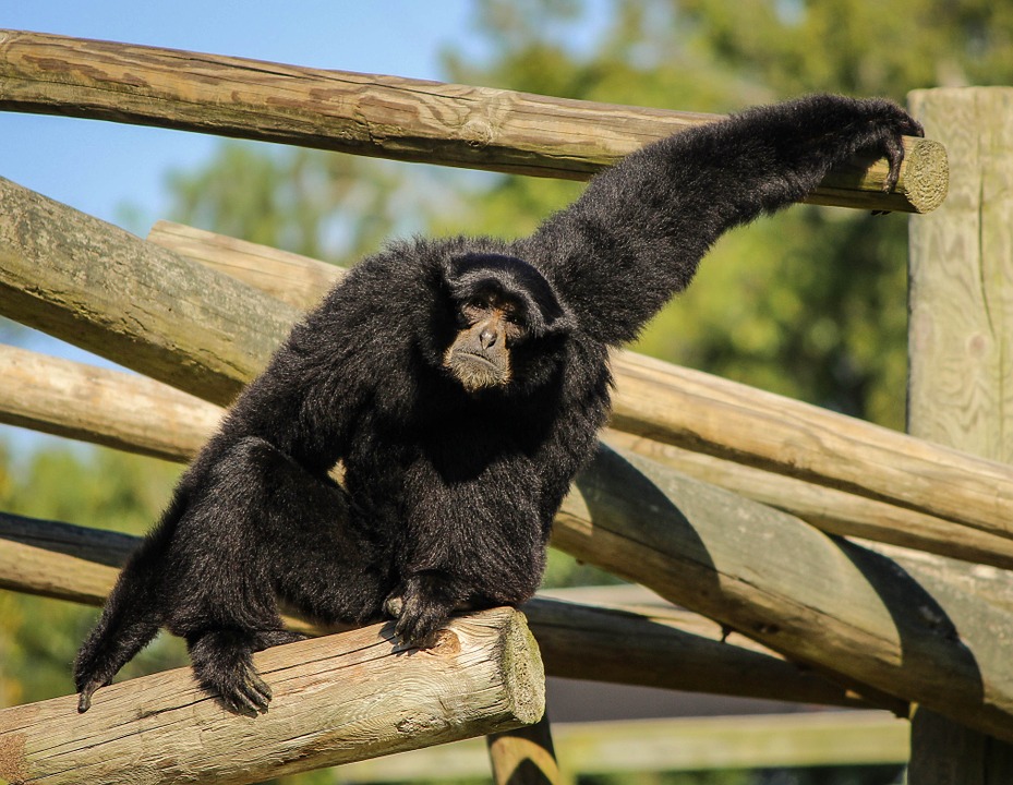 Le siamang