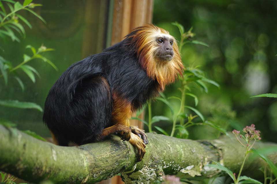 Le Tamarin lion à tête dorée