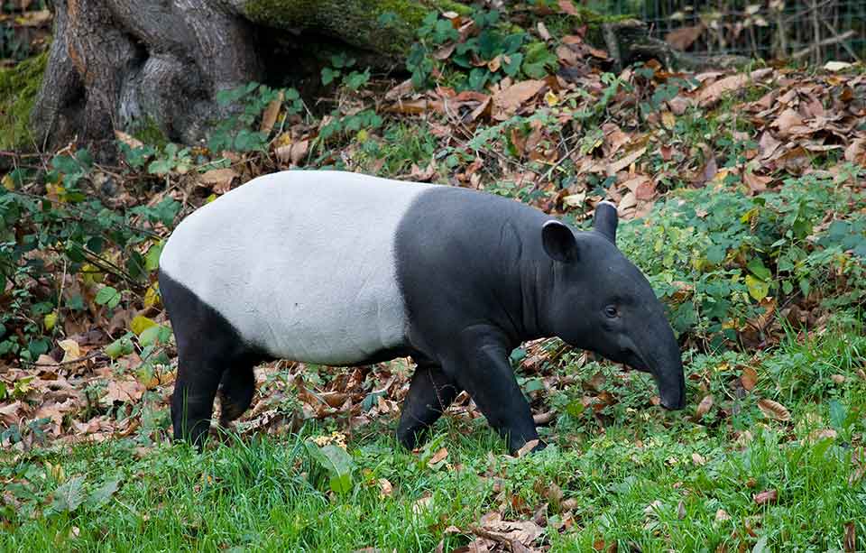Le tapir malais