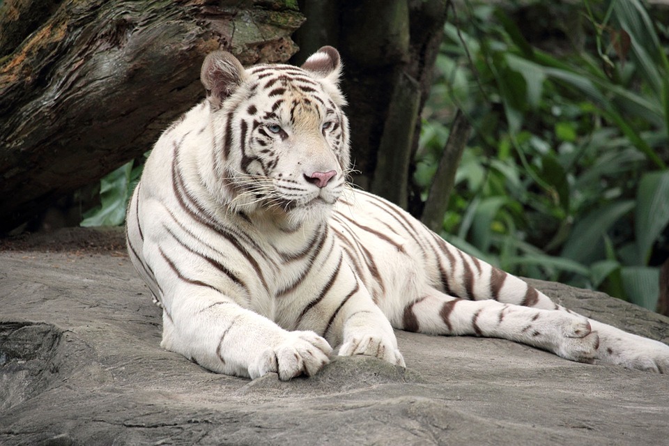 Le tigre blanc