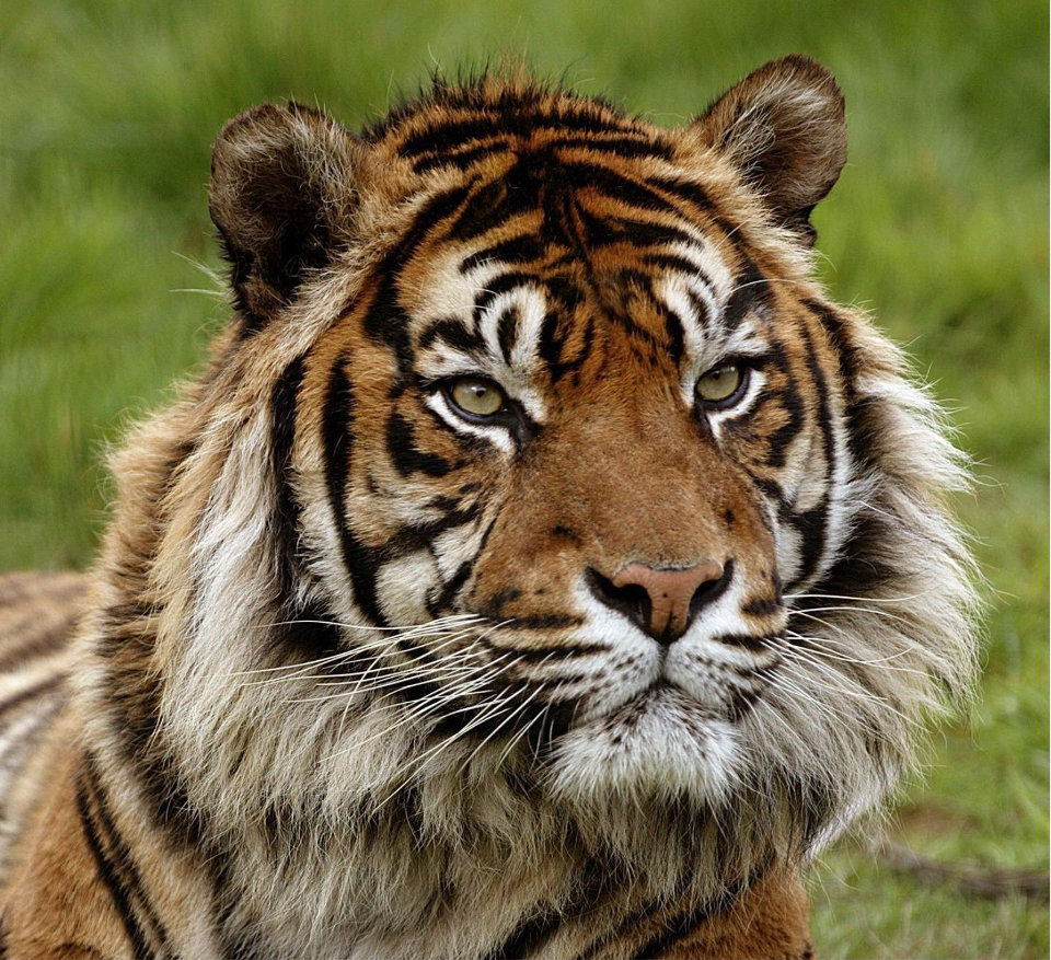  Le  Tigre de Sumatra  Parc Zoologique CERZA Lisieux