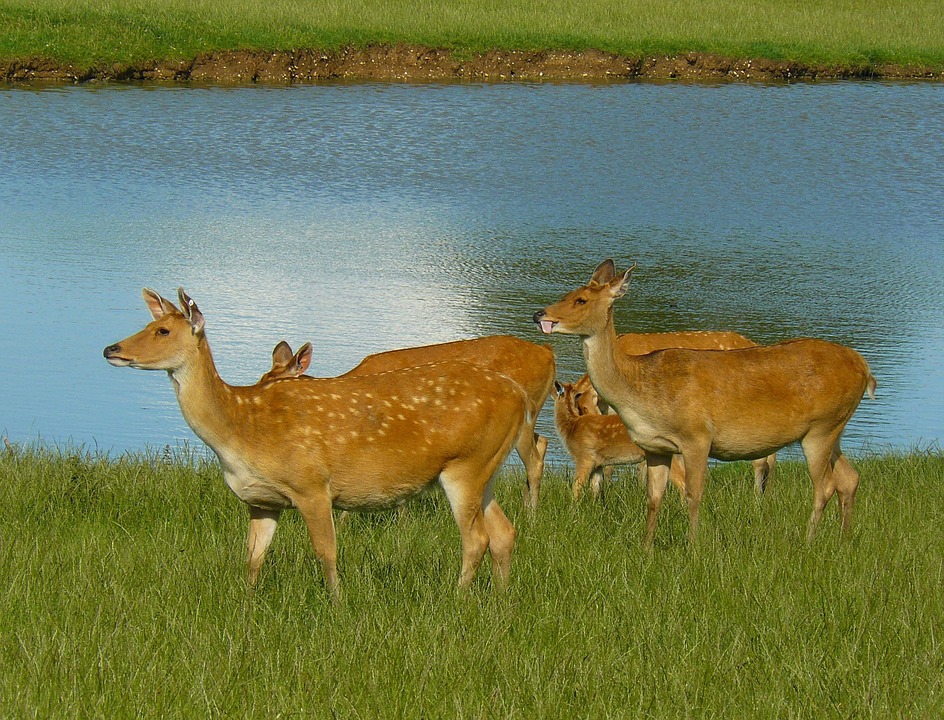 Le barasingha