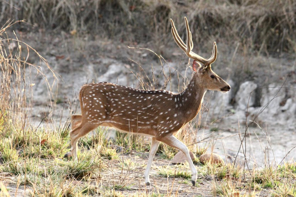 Le cerf axis