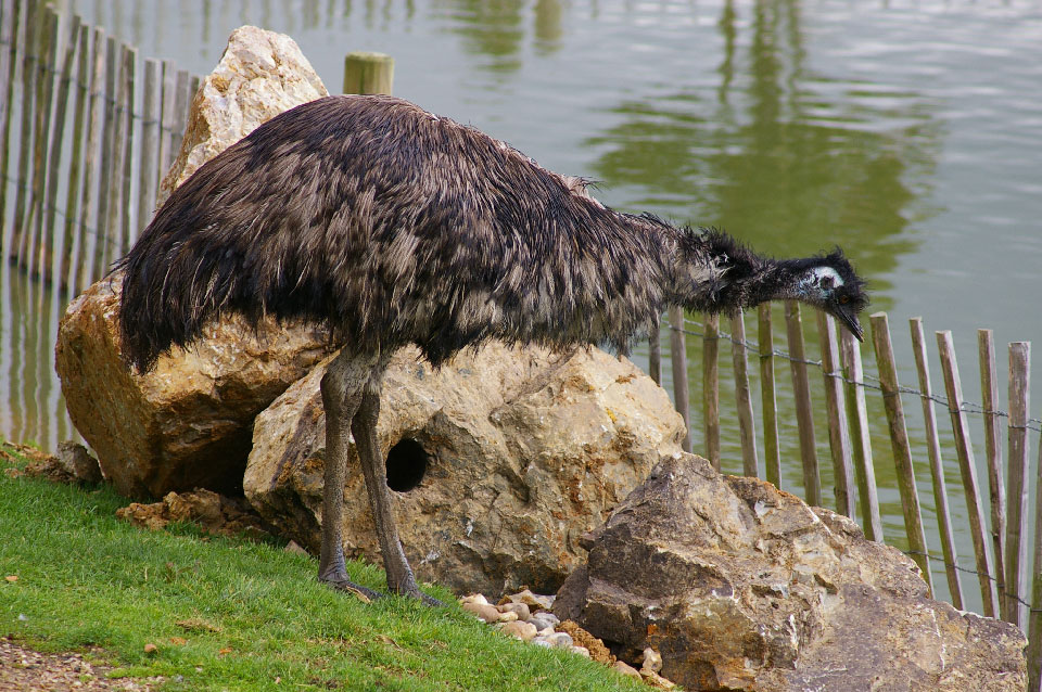 L’émeu d’Australie