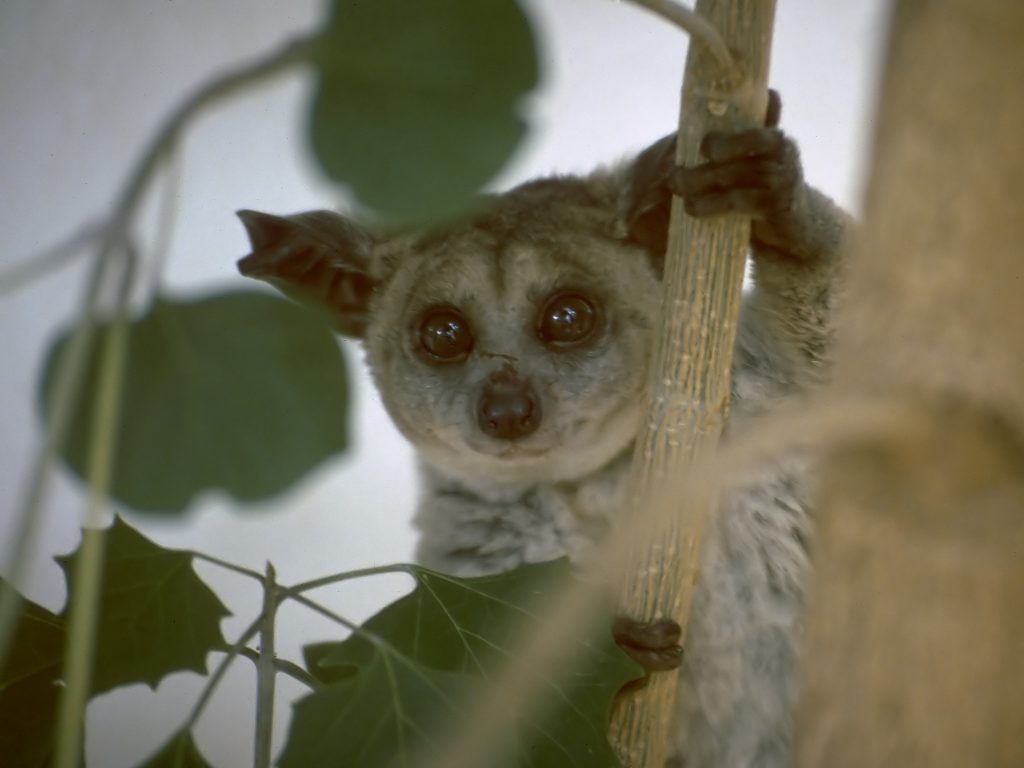 Le Galago du Sénegal