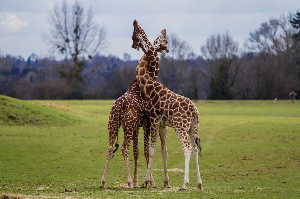 safari girafe cerza