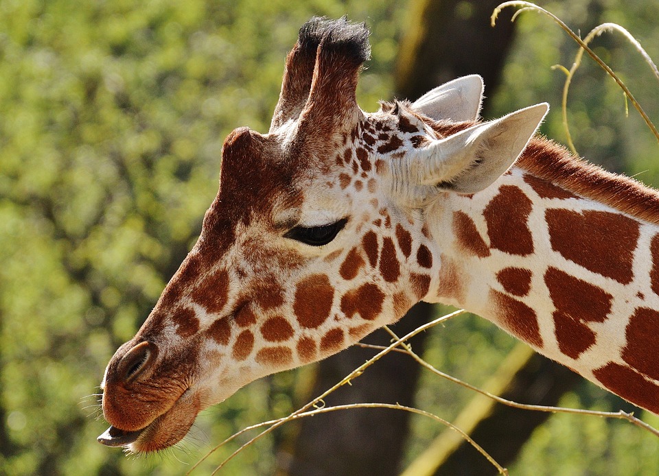 safari girafe cerza