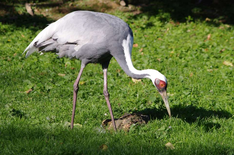 La grue à cou blanc