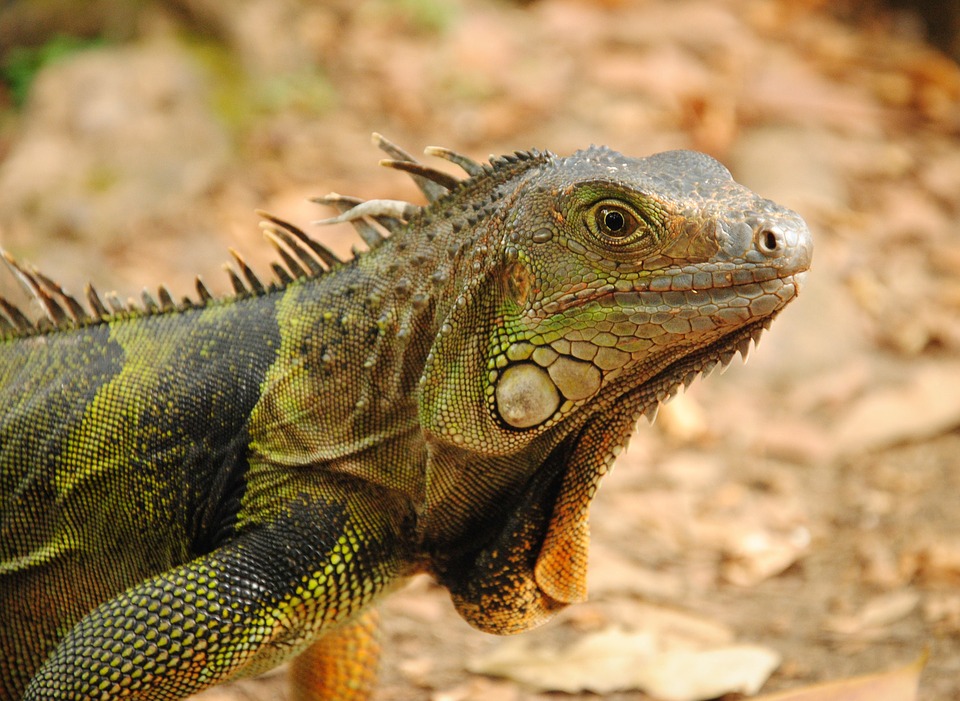 L’Iguane vert