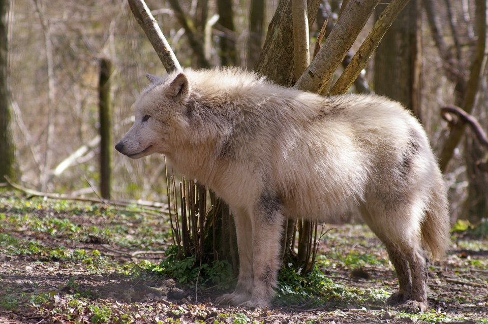 Le Loup Arctique
