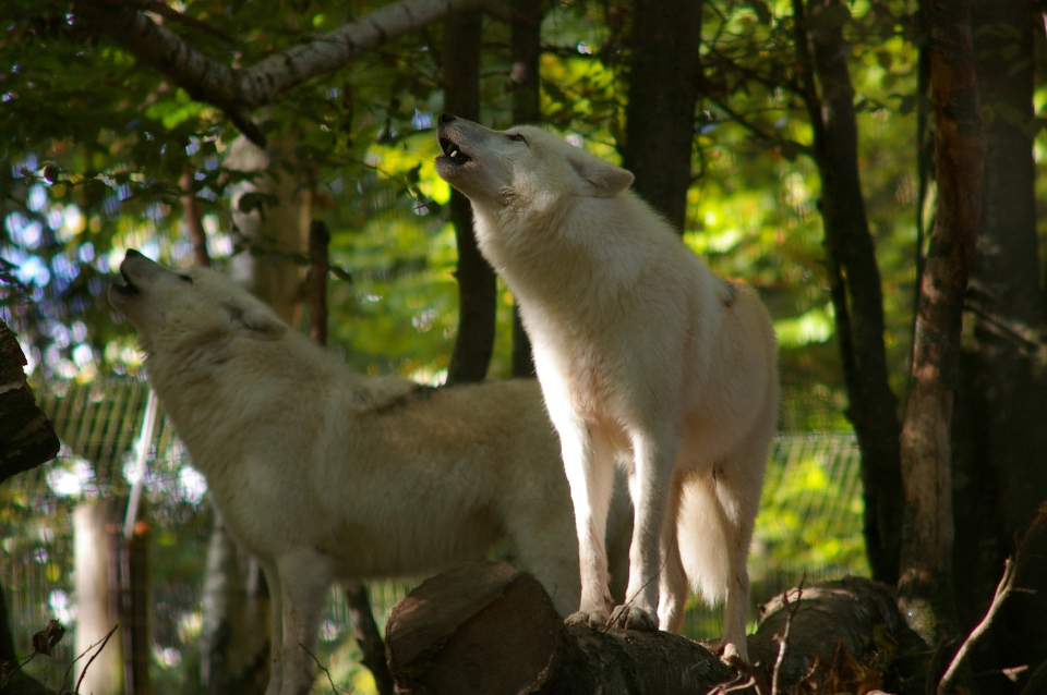 Le Loup Arctique